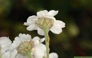 Nysört, Achillea ptarmica