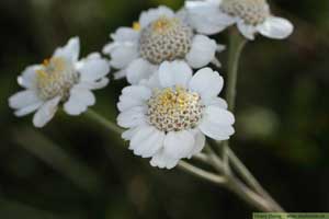 Nysört, Achillea ptarmica