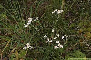 Nysört, Achillea ptarmica