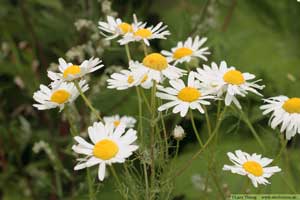 Baldersbrå, Tripleurospermum inodorum