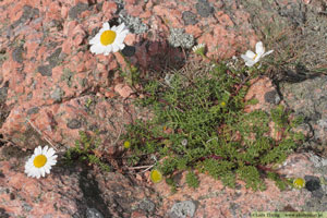 Kustbaldersbrå, Tripleurospermum maritimum subsp. maritimum