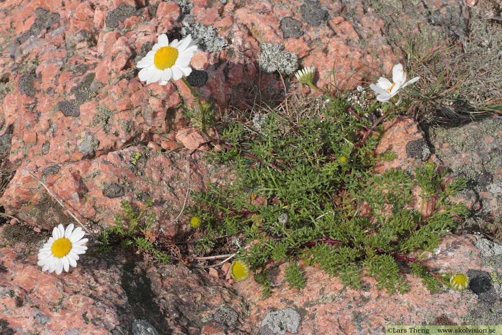 Kustbaldersbrå, Tripleurospermum maritimum subsp. maritimum