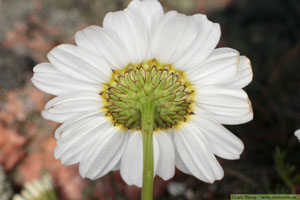 Kustbaldersbrå, Tripleurospermum maritimum subsp. maritimum