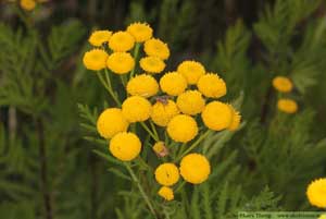 Renfana, Tanacetum vulgare