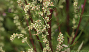 Gråbo, Artemisia vulgaris