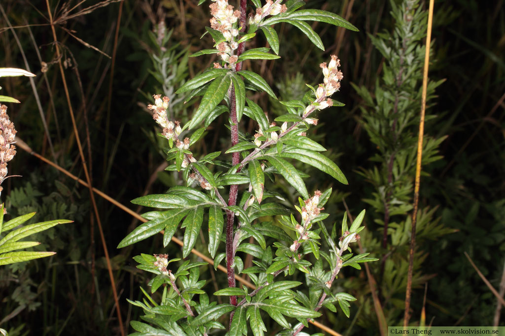 Gråbo, Artemisia vulgaris