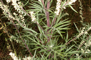 Gråbo, Artemisia vulgaris