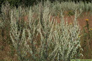 Gråbo, Artemisia vulgaris