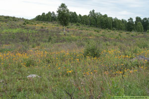 Slåttergubbe, Arnica montana