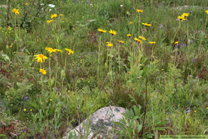 Slåttergubbe, Arnica montana