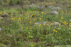 Slåttergubbe, Arnica montana