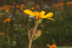 Slåttergubbe, Arnica montana