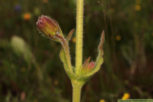 Slåttergubbe, Arnica montana