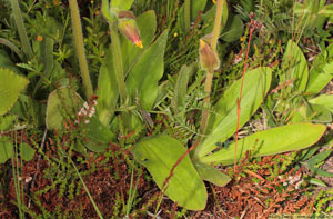 Slåttergubbe, Arnica montana