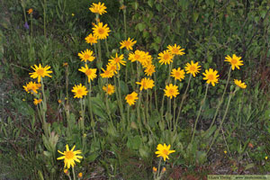 Slåttergubbe, Arnica montana