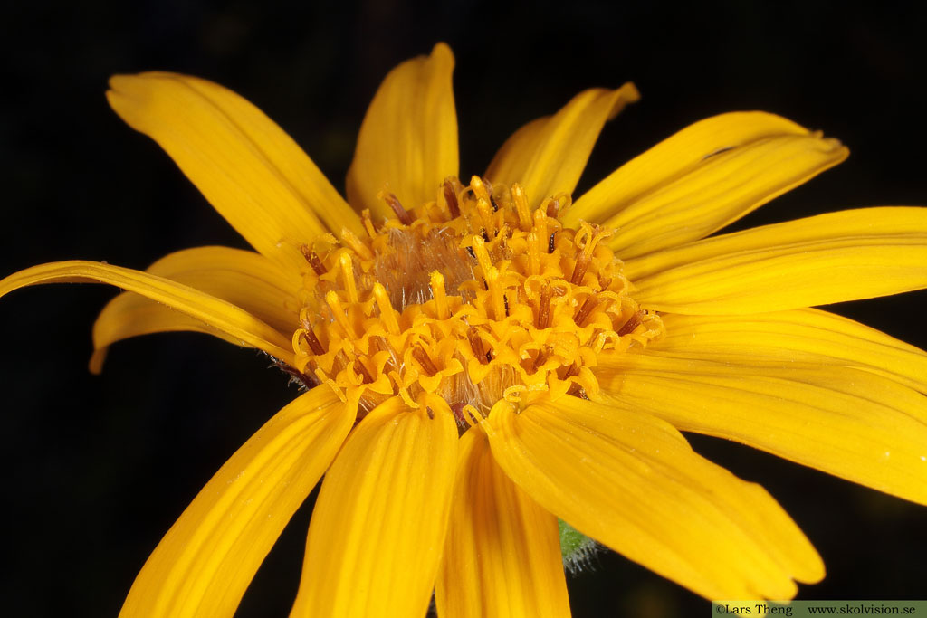 Slåttergubbe, Arnica montana