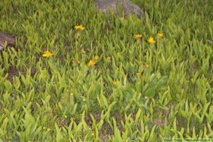 Slåttergubbe, Arnica montana