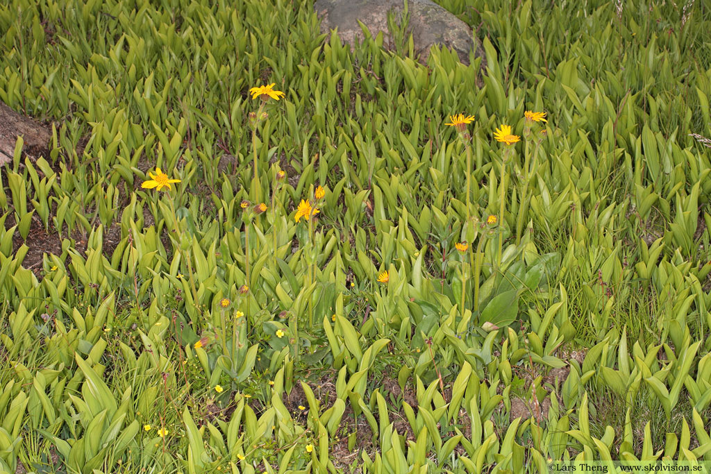 Slåttergubbe, Arnica montana