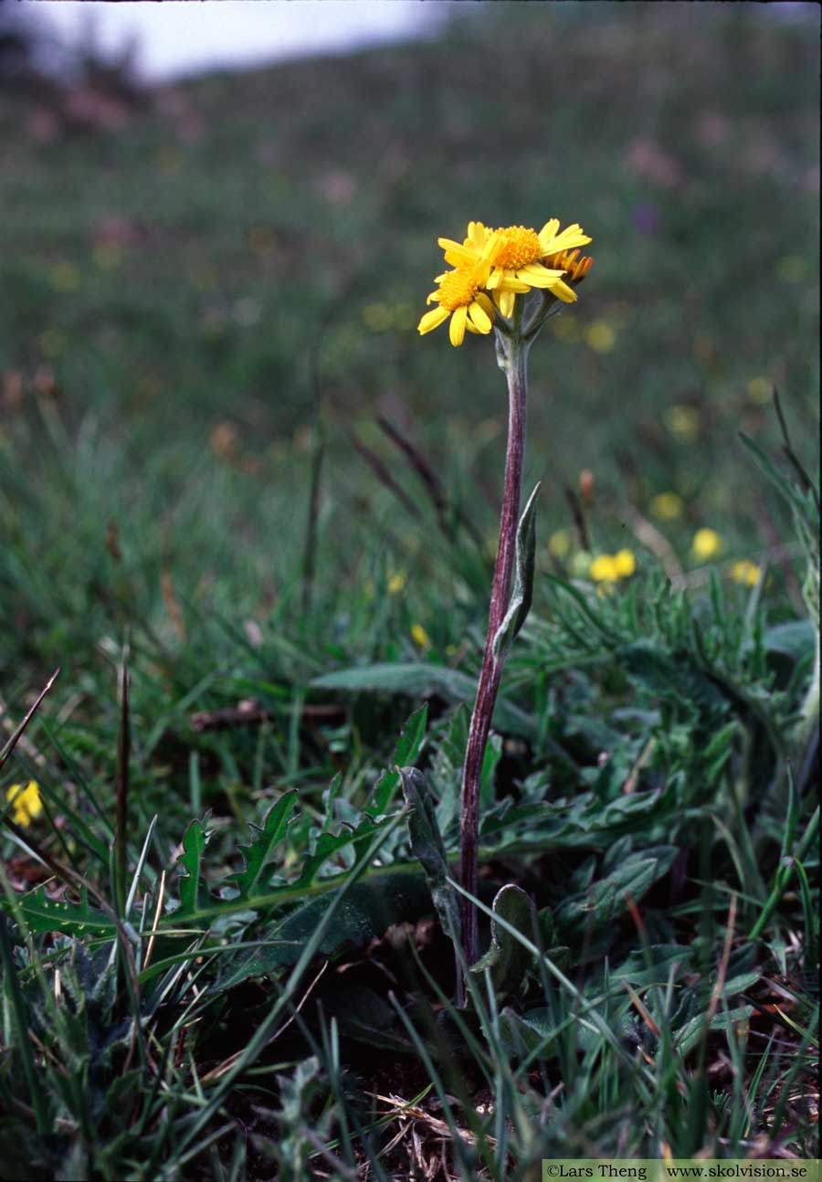 Fältnocka, Tephroseris integrifolia