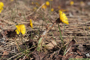 Hästhov, Tussilago farfara