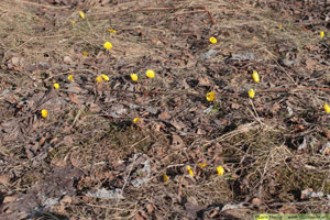 Hästhov, Tussilago farfara