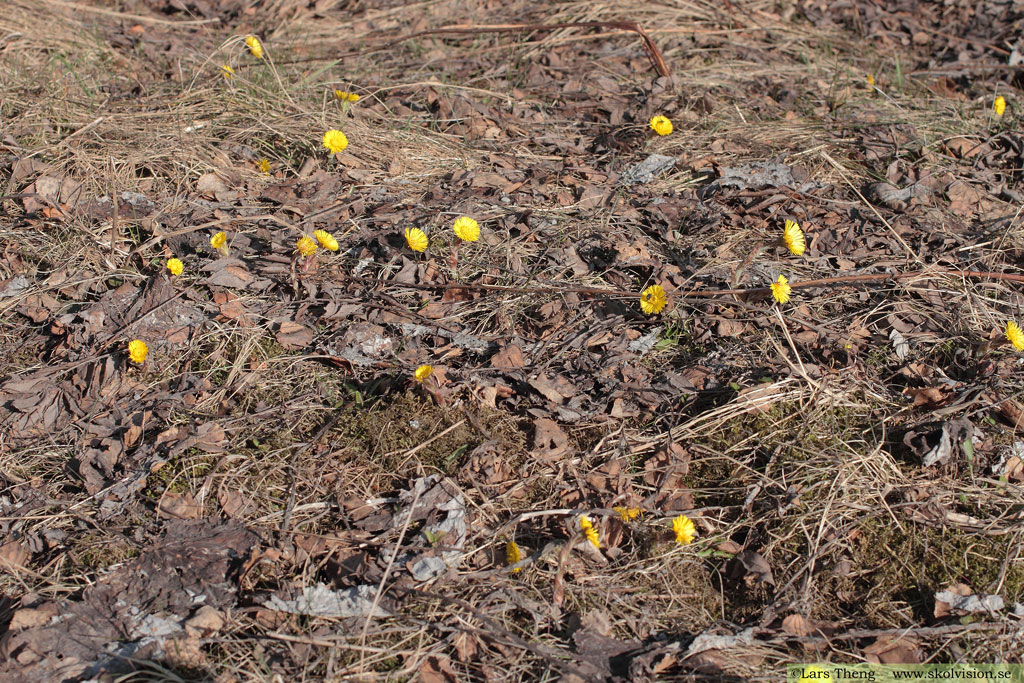 Hästhov, Tussilago farfara