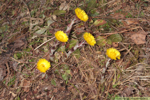 Hästhov, Tussilago farfara