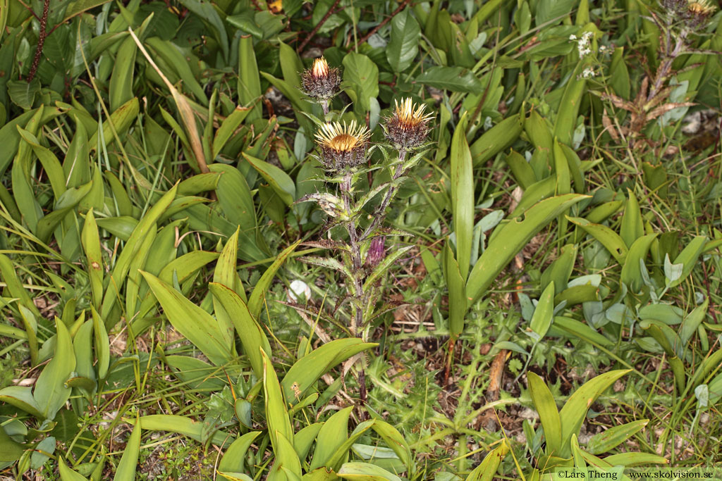 Spåtistel, Carlina vulgaris