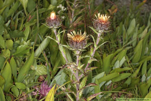 Spåtistel, Carlina vulgaris