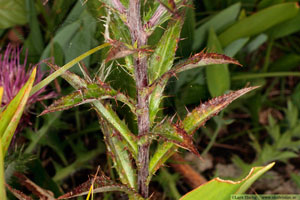 Spåtistel, Carlina vulgaris