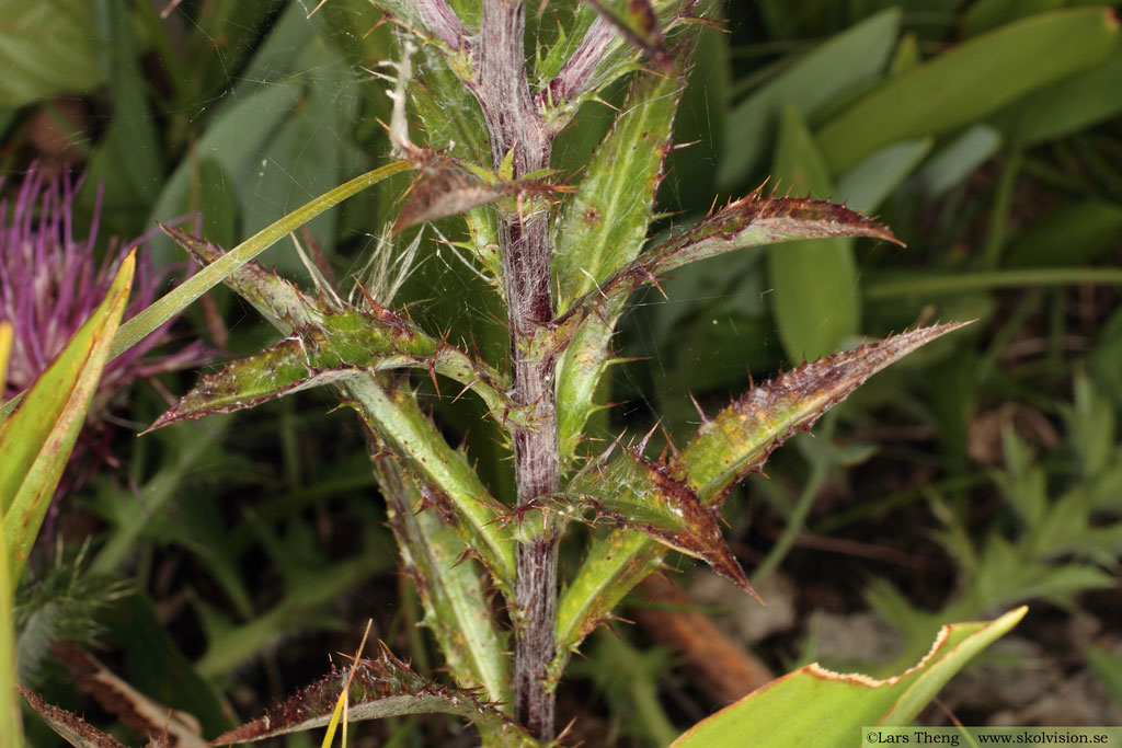 Spåtistel, Carlina vulgaris