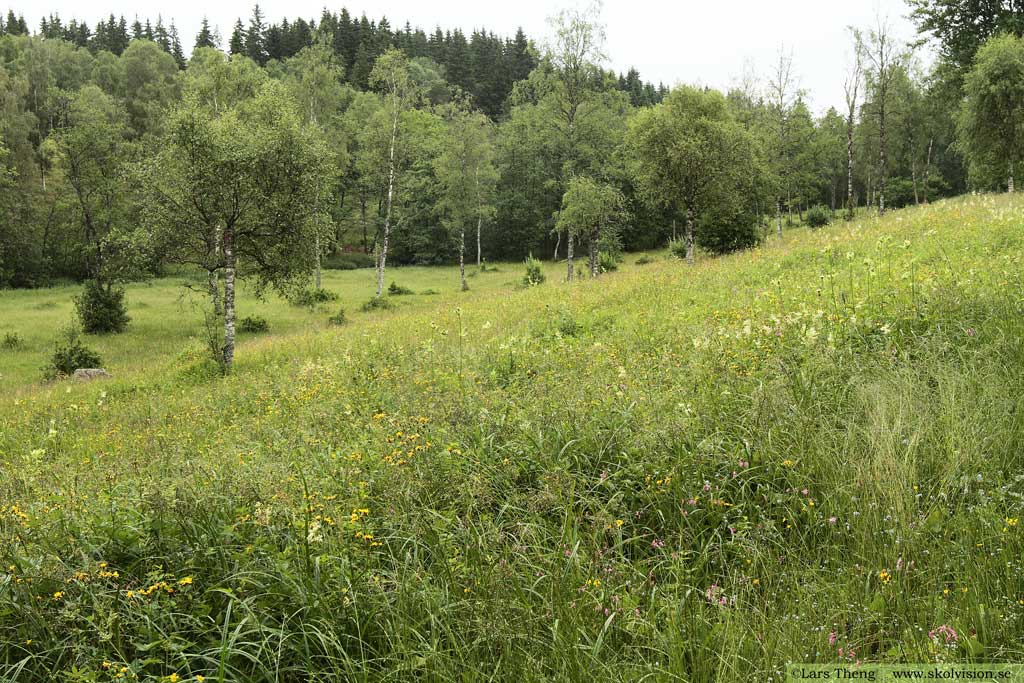 Kåltistel, Cirsium oleraceum