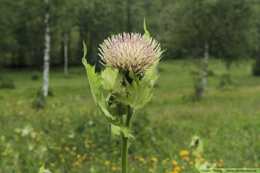 Kåltistel, Cirsium oleraceum