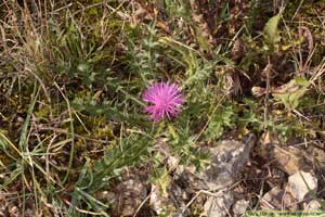 Jordtistel, Cirsium acaule