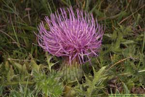 Jordtistel, Cirsium acaule