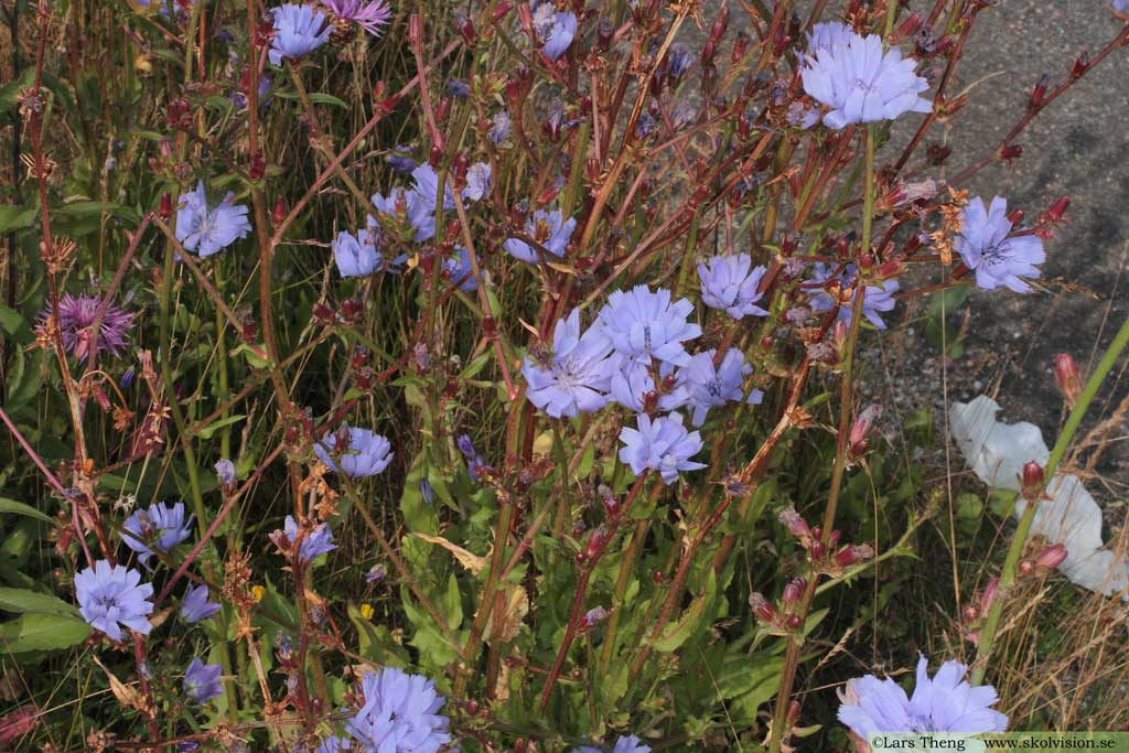 Cikoria, Cichorium intybus