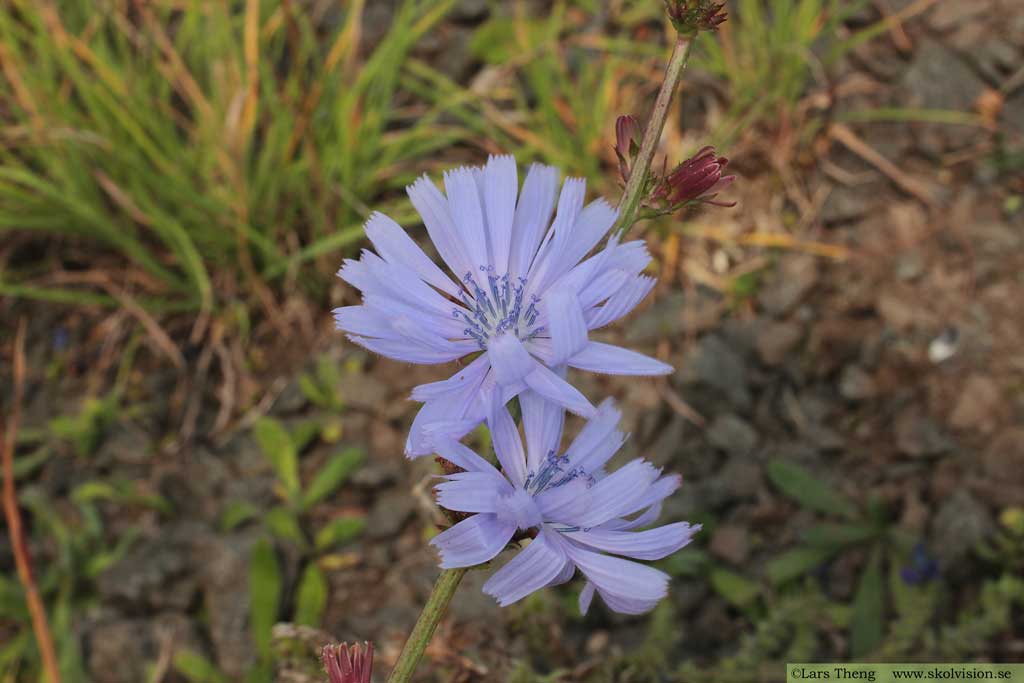 Cikoria, Cichorium intybus