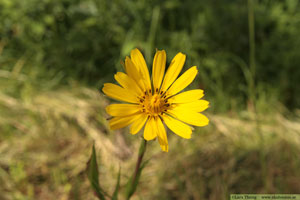 Ängshaverrot, Tragopogon pratensis