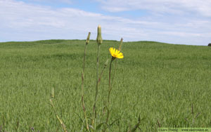 Ängshaverrot, Tragopogon pratensis