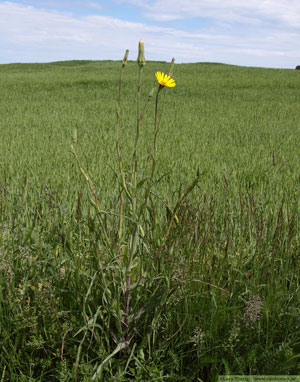 Ängshaverrot, Tragopogon pratensis