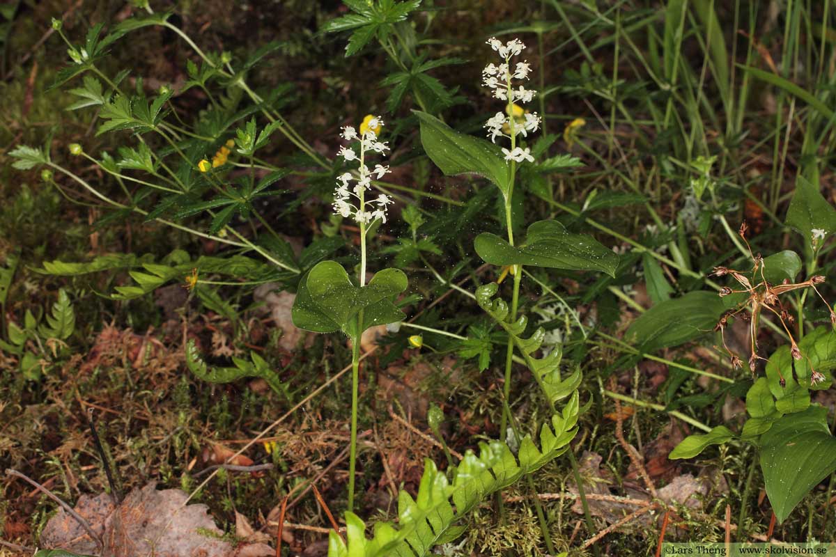 Ekorrbär, Maianthemum bifolium