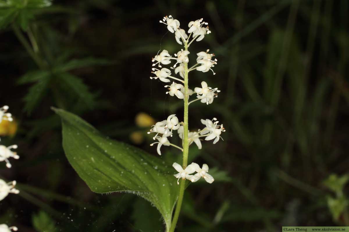 Ekorrbär, Maianthemum bifolium