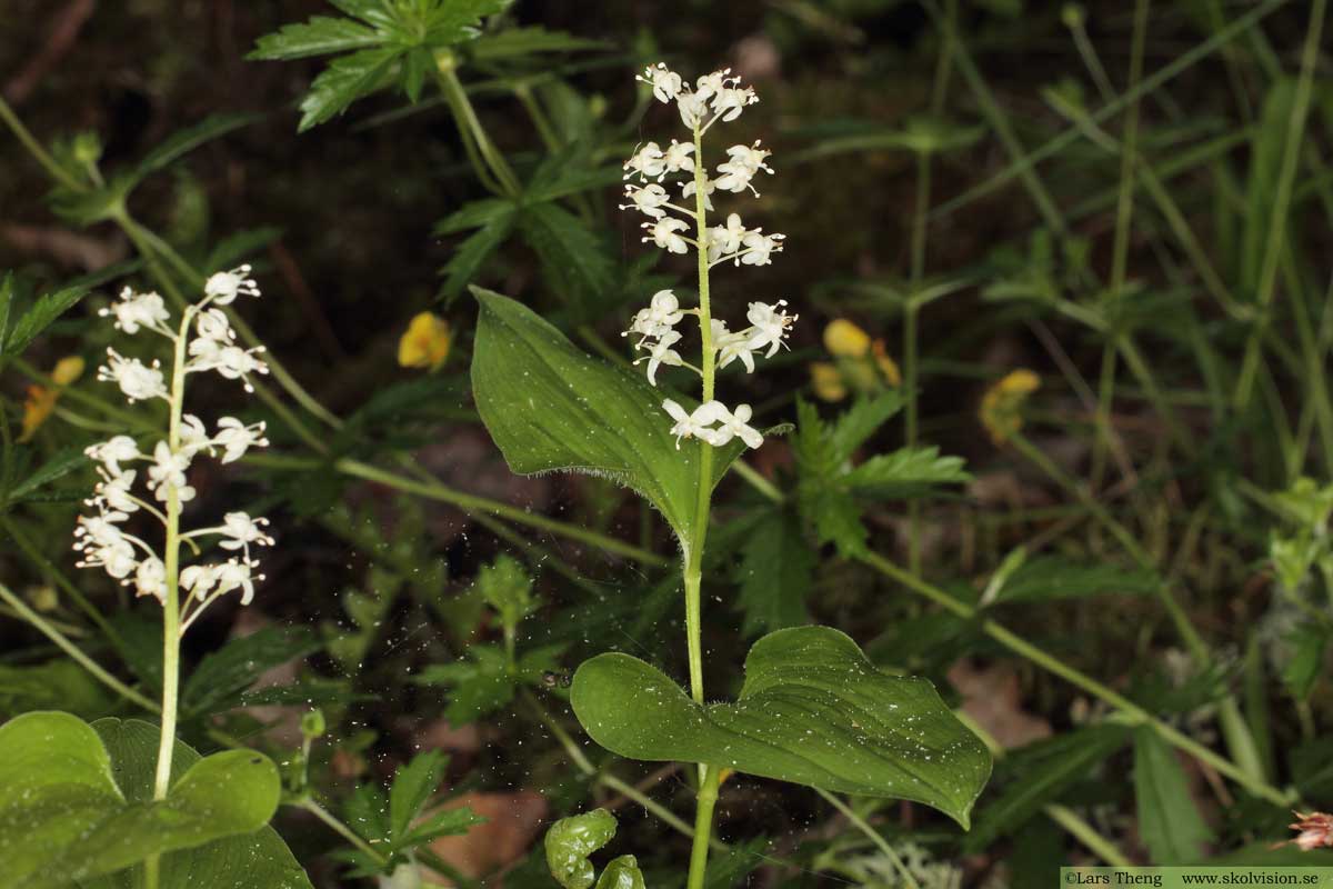 Ekorrbär, Maianthemum bifolium