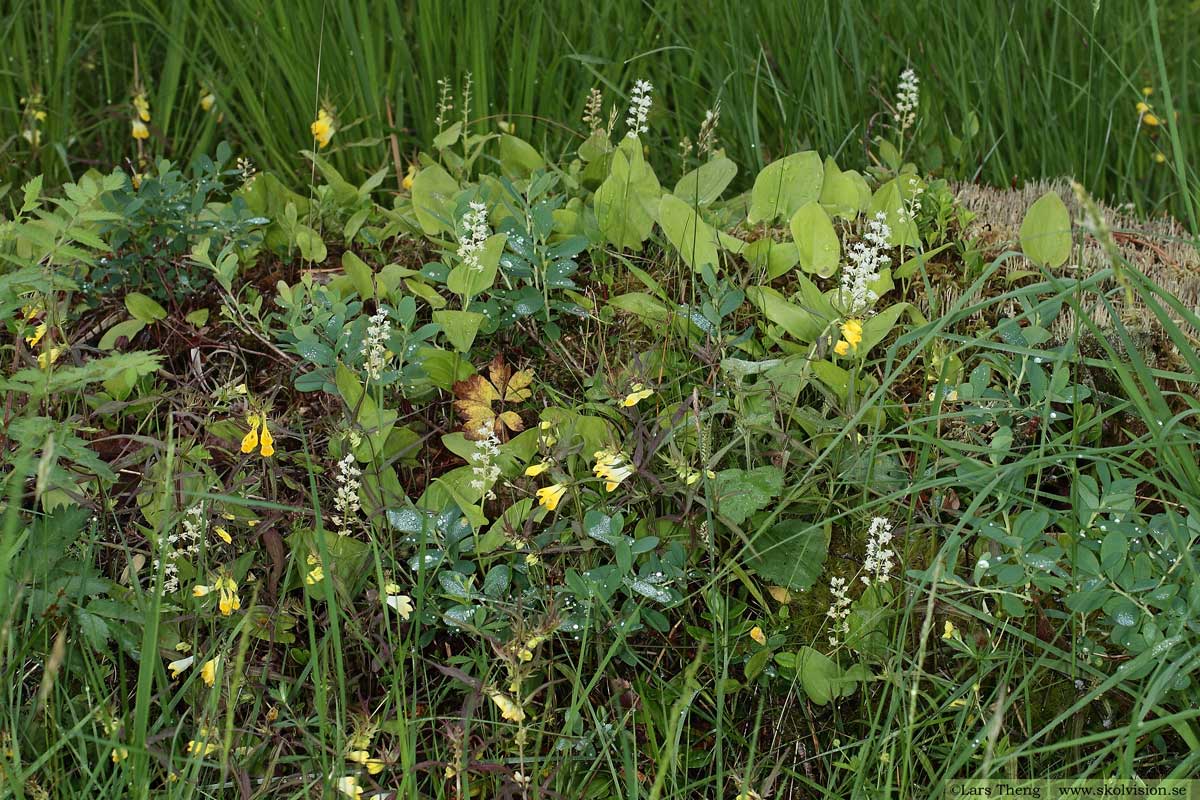 Ekorrbär, Maianthemum bifolium