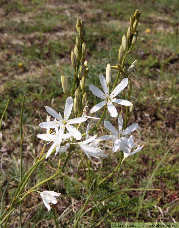 Stor sandlilja, Anthericum liliago 