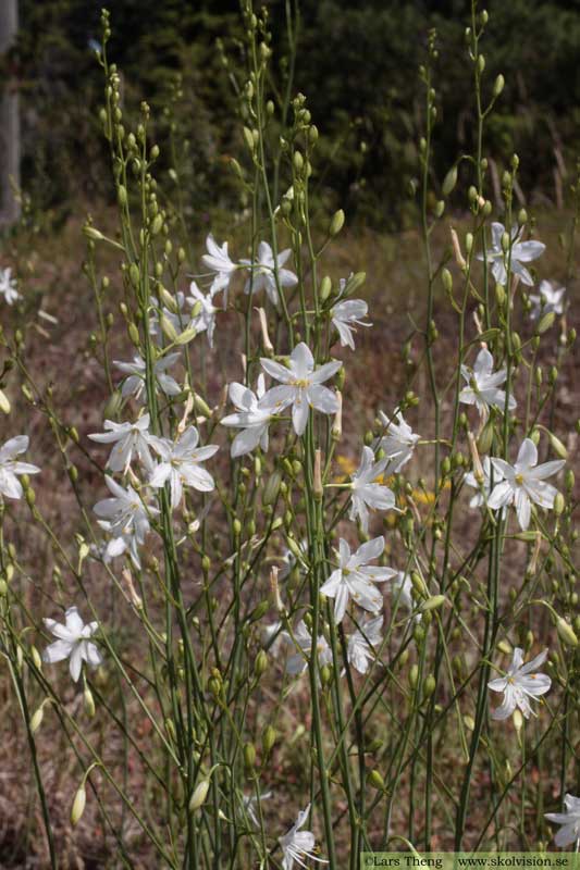 Liten sandlilja, Anthericum ramosum 