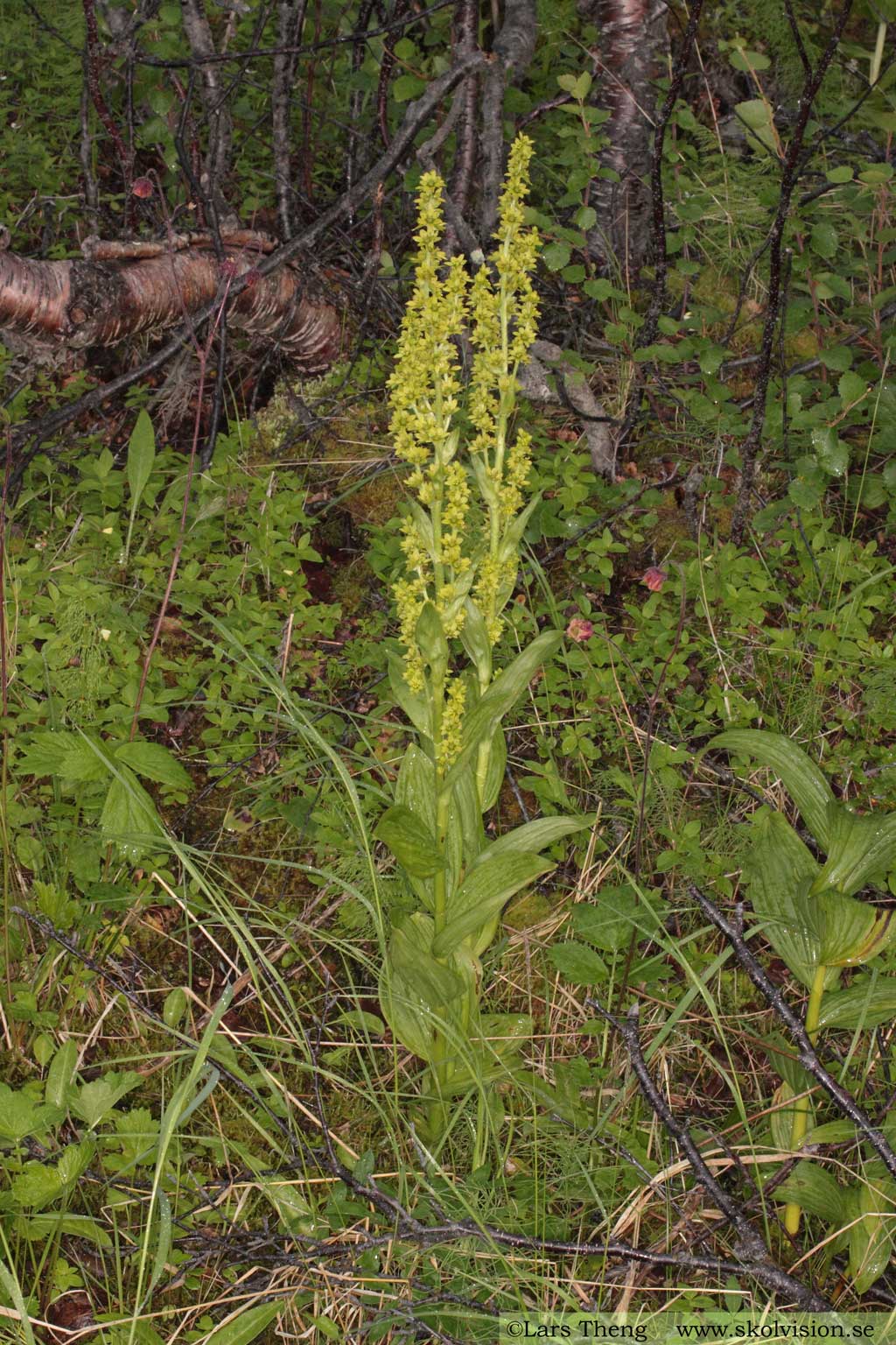 Grön nysrot, Veratrum album subsp. lobelianum