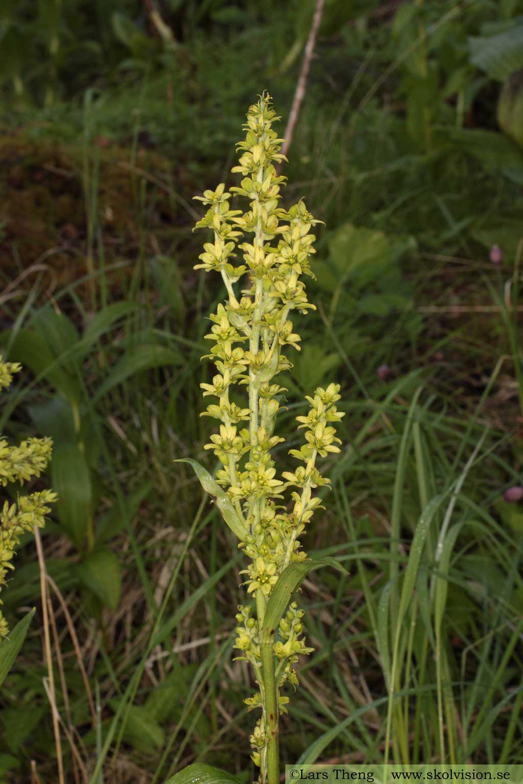 Grön nysrot, Veratrum album subsp. lobelianum