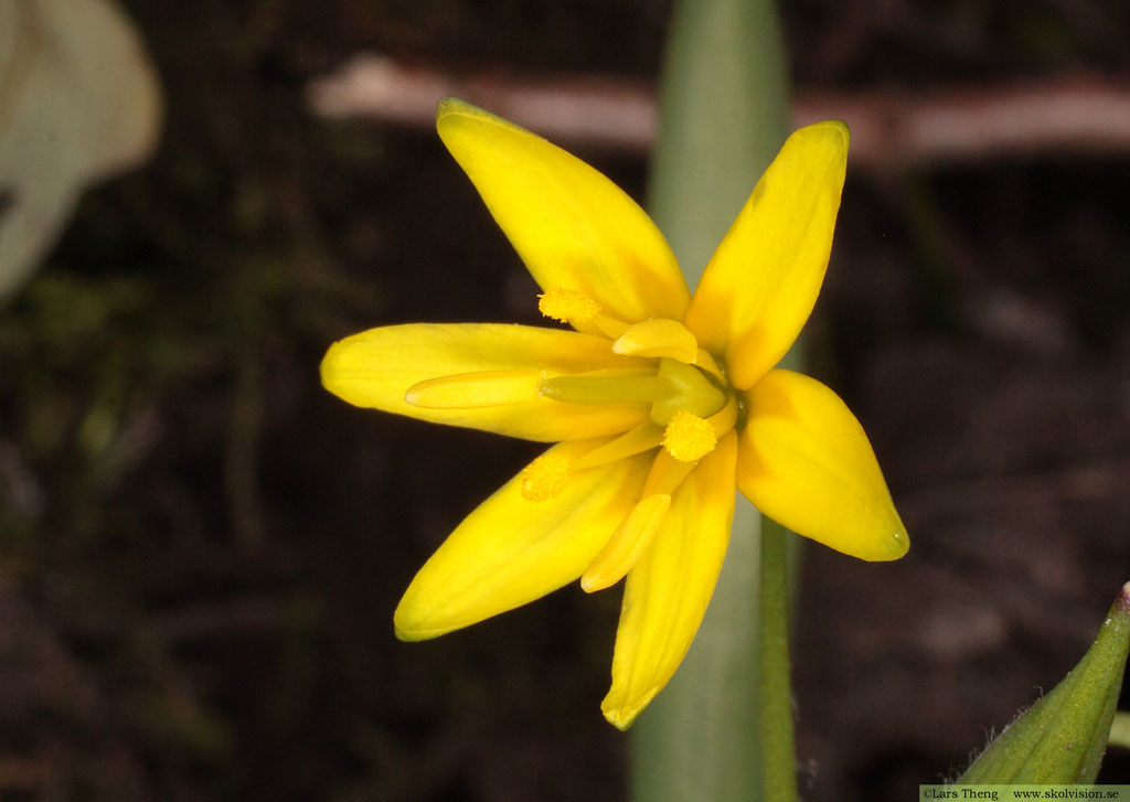 Vårlök, Gagea lutea
