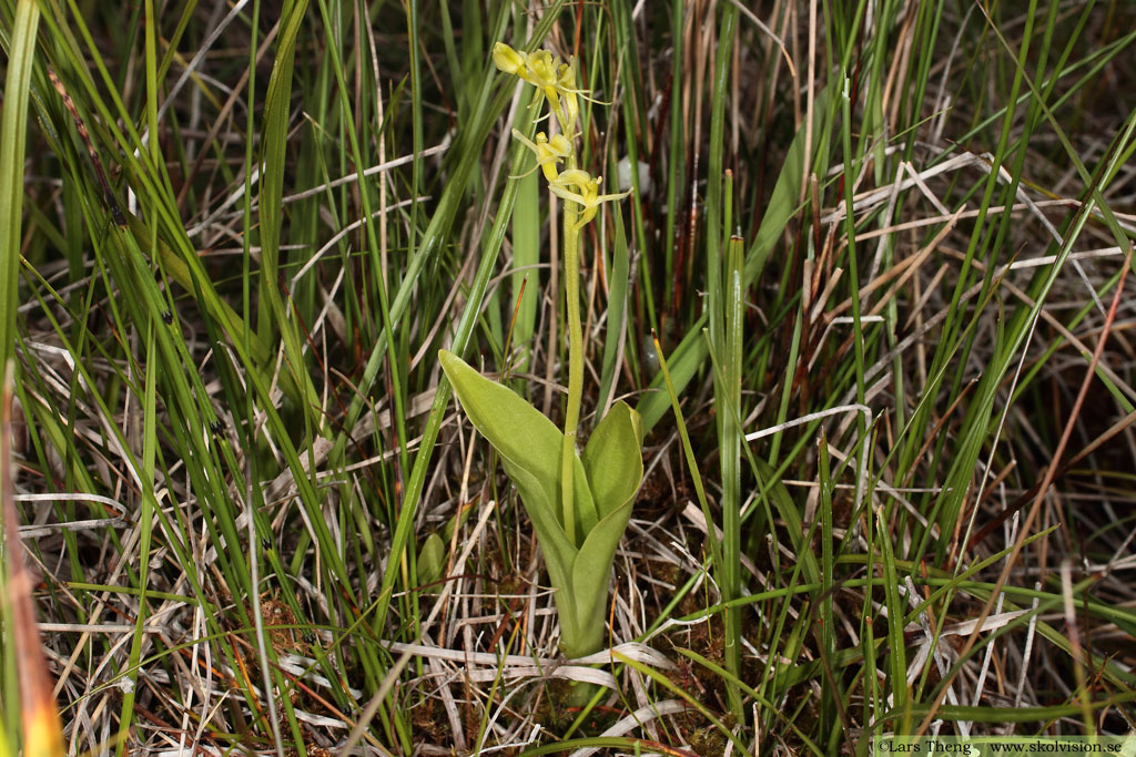 Gulyxne, Liparis loeselii